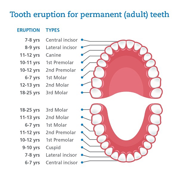 tooth_eruption_graphics-update-05.jpg