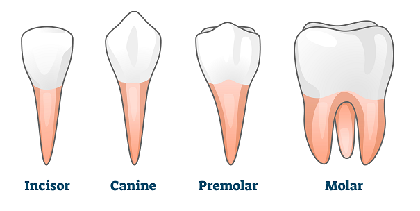 There are four types of adult human teeth.